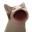 POPCATOMEGALUL Discord Emoji