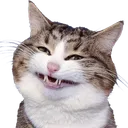 Cld_CattoSmug