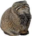 brungus Discord emoji
