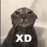 XD_cat Discord Emoji