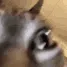 TTE_Insane