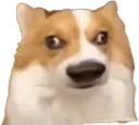 stdumb