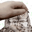 owl_pet