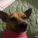 DOG DOG