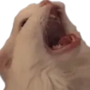 KA_Catscream