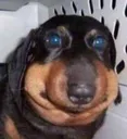 snif