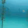 fishkiss