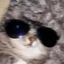 coolasscat