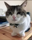TheFullCat2