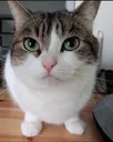 IntriguedBallcat