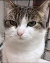 ConfusedBallcat