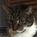 lilo_think Discord Emoji