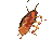 roach