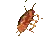 roach
