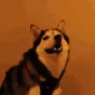 wLMAO