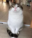 ballcatstill ballcatstill