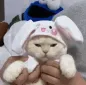 I_catbunny