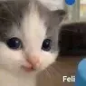 feli