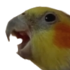 VeryAngryBirbCockatiel Discord emoji