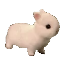 sillybunnydancevibe