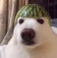 e_watermelondog