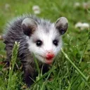 opossum