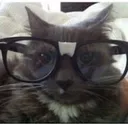 Cat_glasses