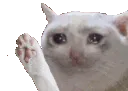 catwave