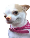 derpypuppy