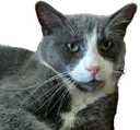 Gato1