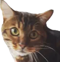 Gato2