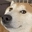 dogeweird Discord emoji