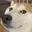 dogeweird