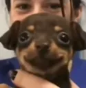 doghappy