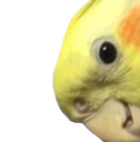 CockatielBirb Discord emoji