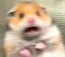 scaredhamster