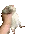 BM_RatShakeR