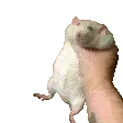 BM_RatShakeL