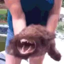 angydog