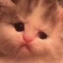 littlebeepo