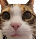 keqing