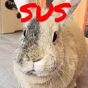 sus_birb sus_birb