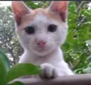 HaVaCat
