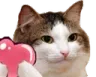 catlove