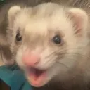 ferretpog