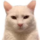 madcat