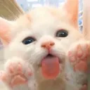 cat_lick cat_lick