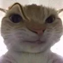 ayo