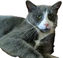 Gato3