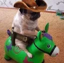 cowboydoggo cowboydoggo